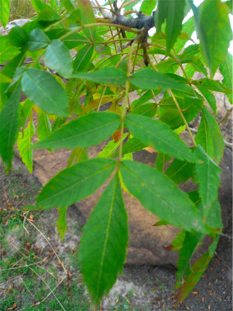 Fraxinus angustifolia